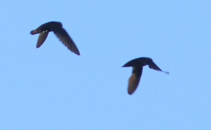 White-chinned Swift - Mickael Baumann