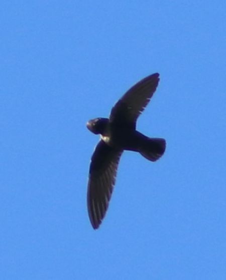 White-chinned Swift - ML620891843