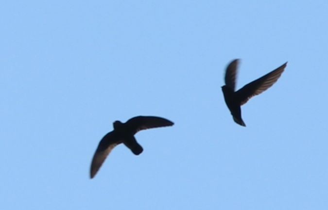 White-chinned Swift - ML620891844