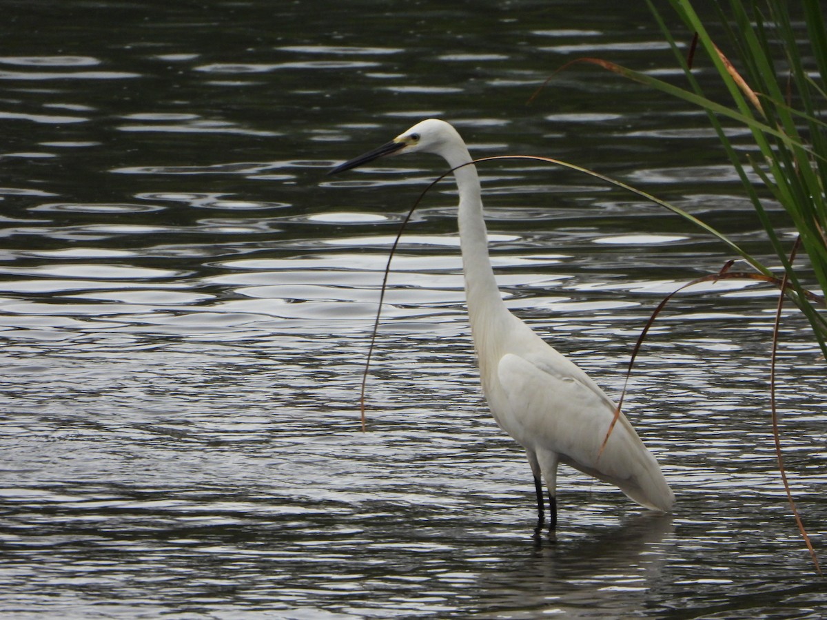 Little Egret - ML620891847