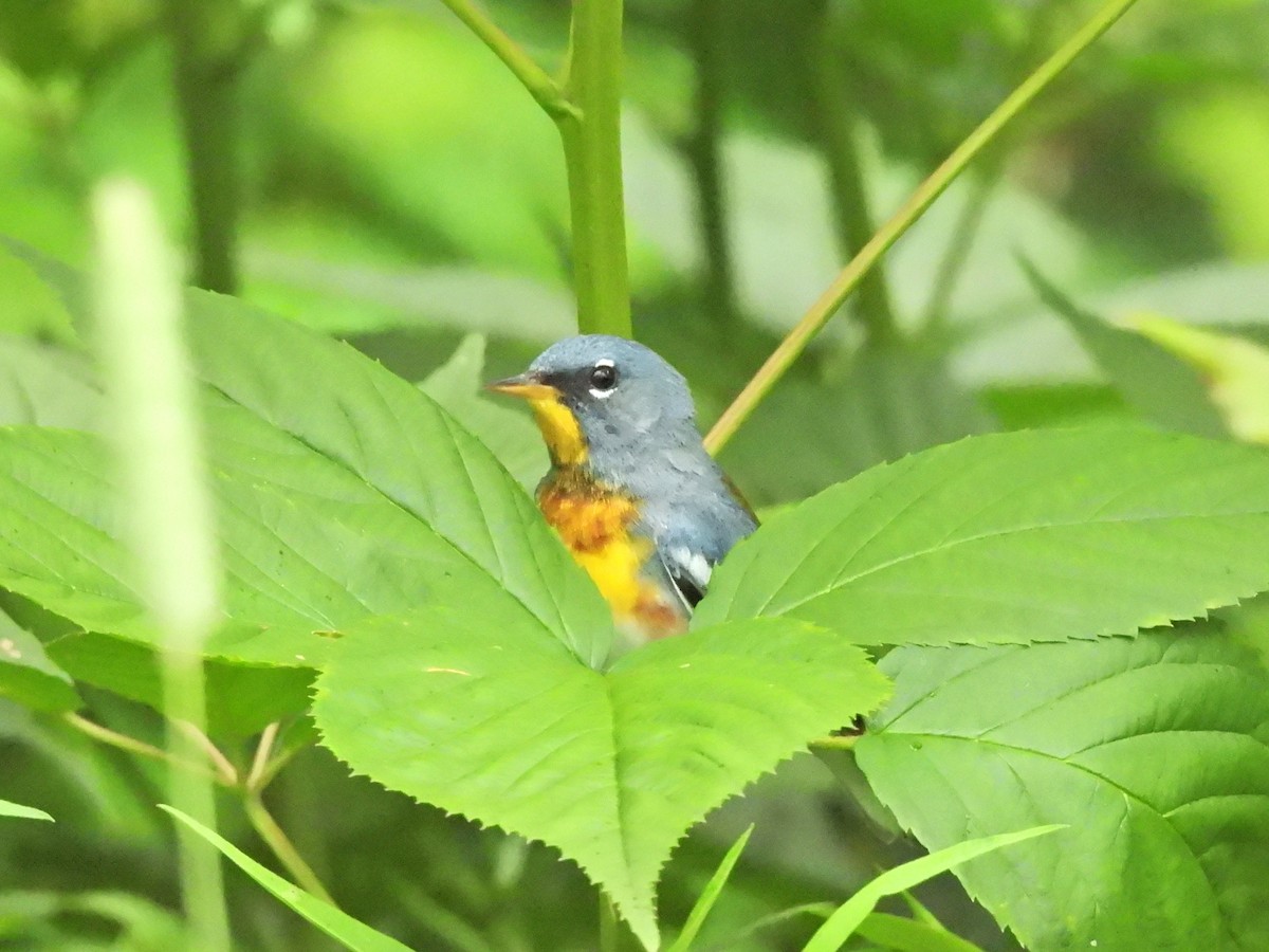 Northern Parula - Normand Ethier