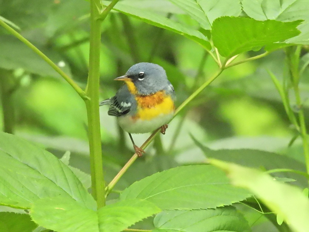 Northern Parula - Normand Ethier