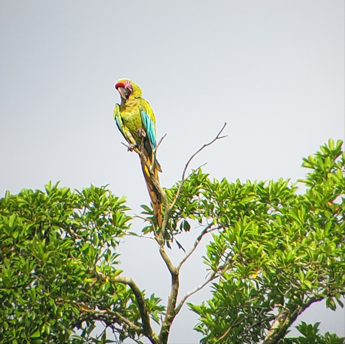 Great Green Macaw - ML620891858