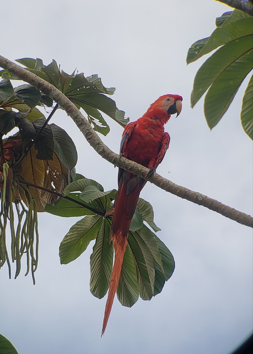 Scarlet Macaw - ML620891861
