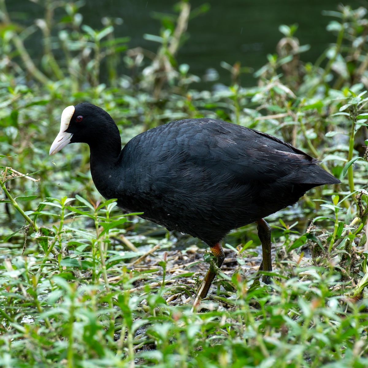 Eurasian Coot - ML620891862