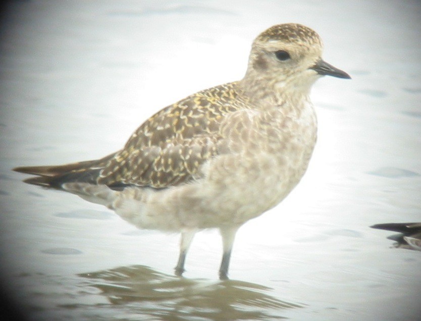 American Golden-Plover - ML620891863