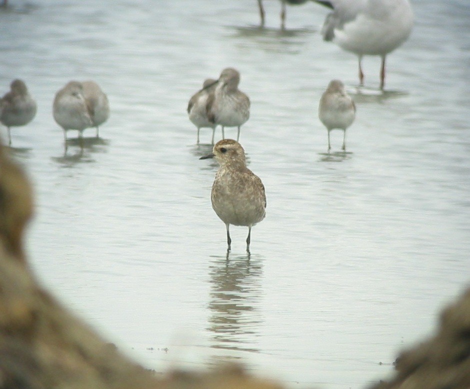 American Golden-Plover - ML620891865