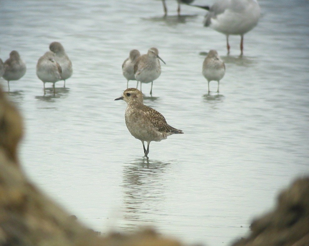 American Golden-Plover - Francisco Sornoza