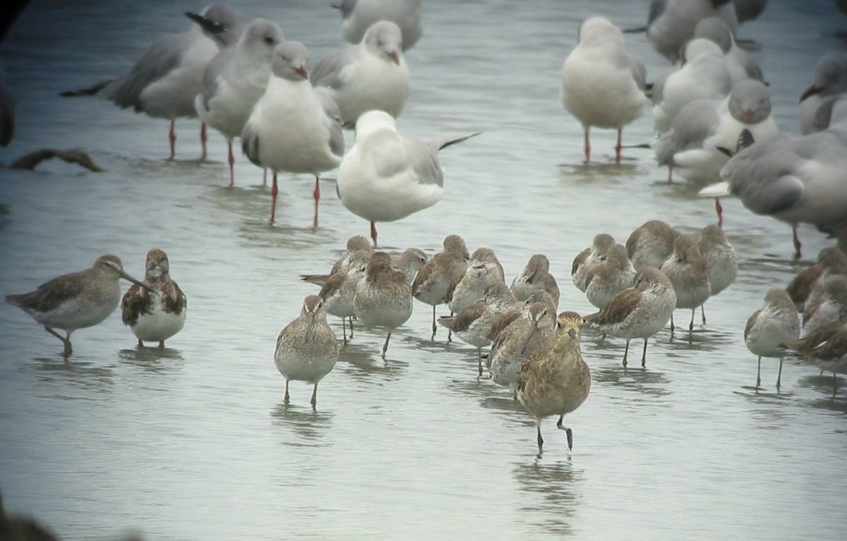 American Golden-Plover - ML620891867