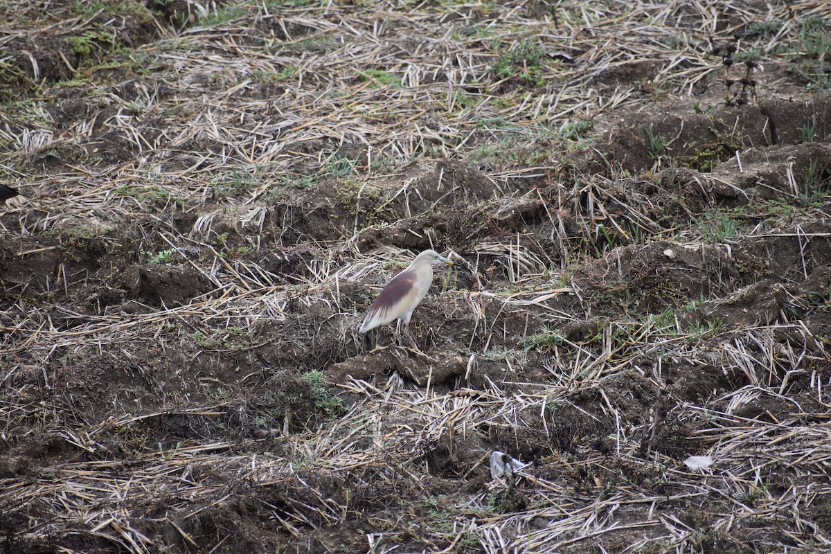 Spotted Dove - Sushil Tripathy