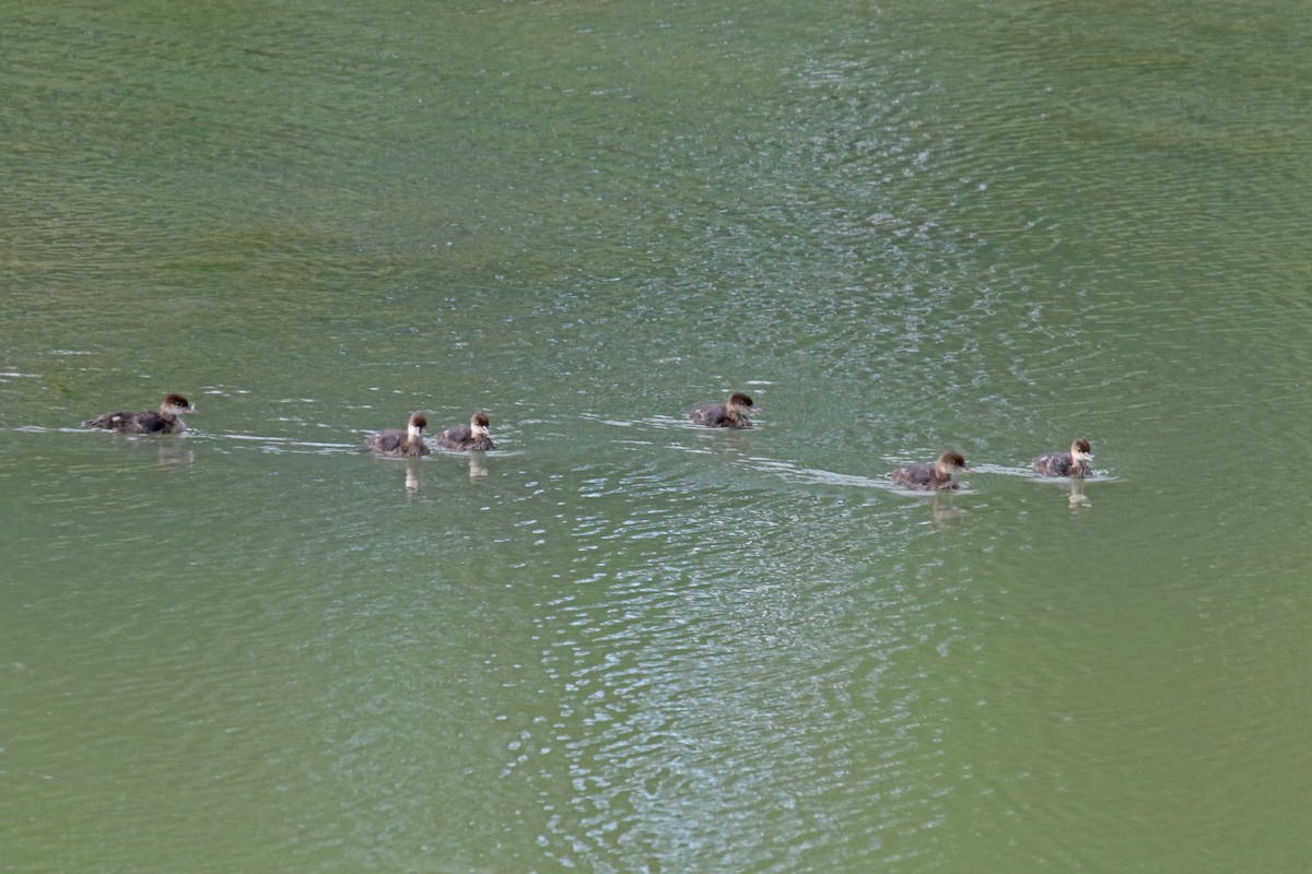 Hooded Merganser - Joan and/or George Sims