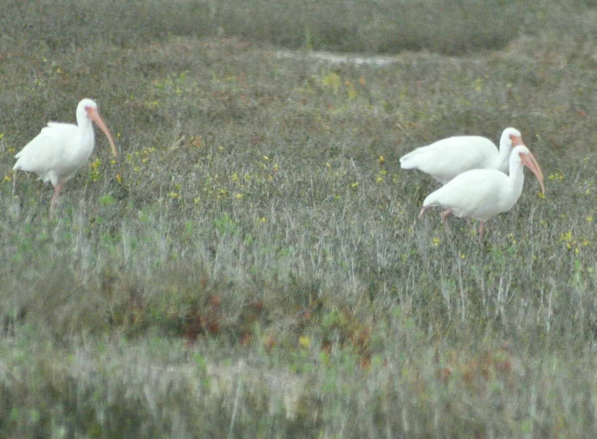 White Ibis - ML620891872