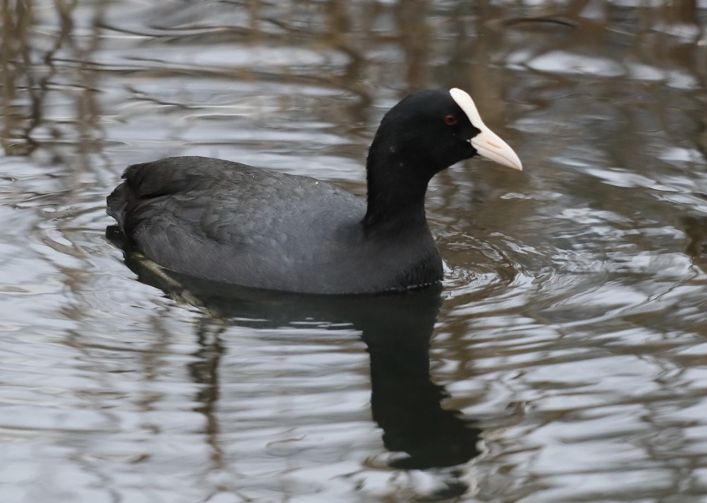 Eurasian Coot - ML620891878