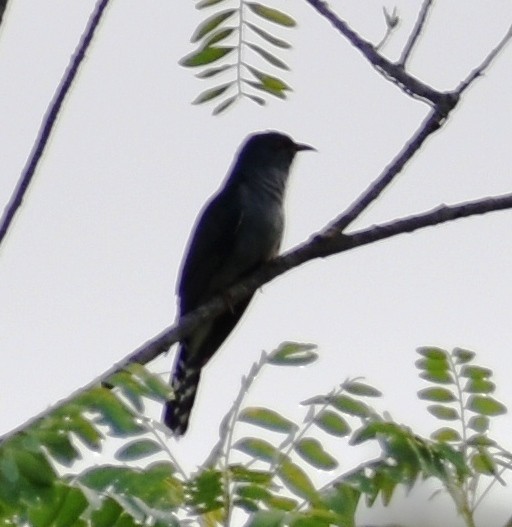 Gray-bellied Cuckoo - ML620891879