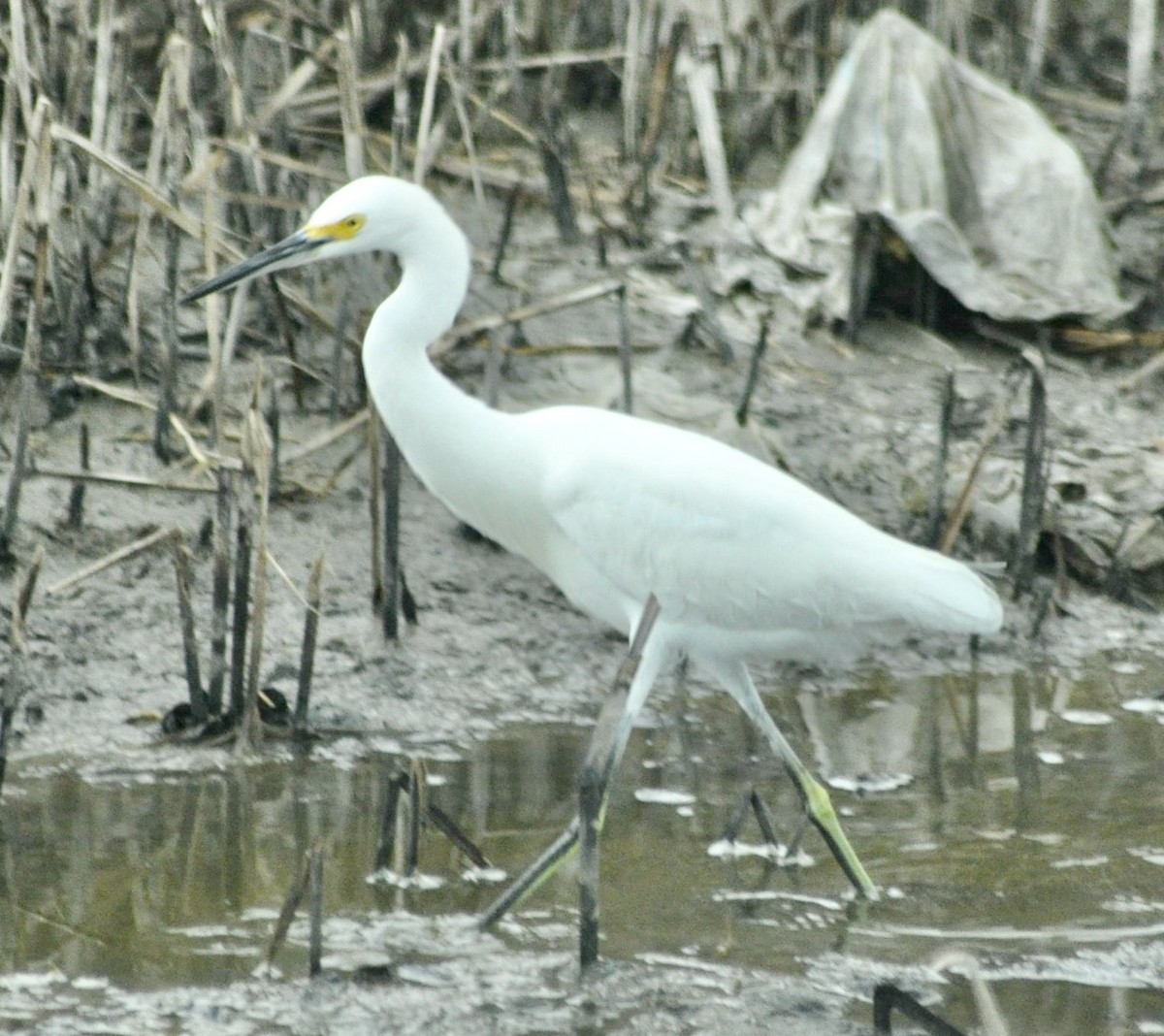 Great Egret - ML620891881