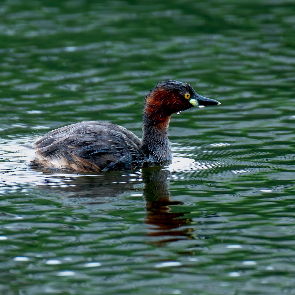 Little Grebe - ML620891883