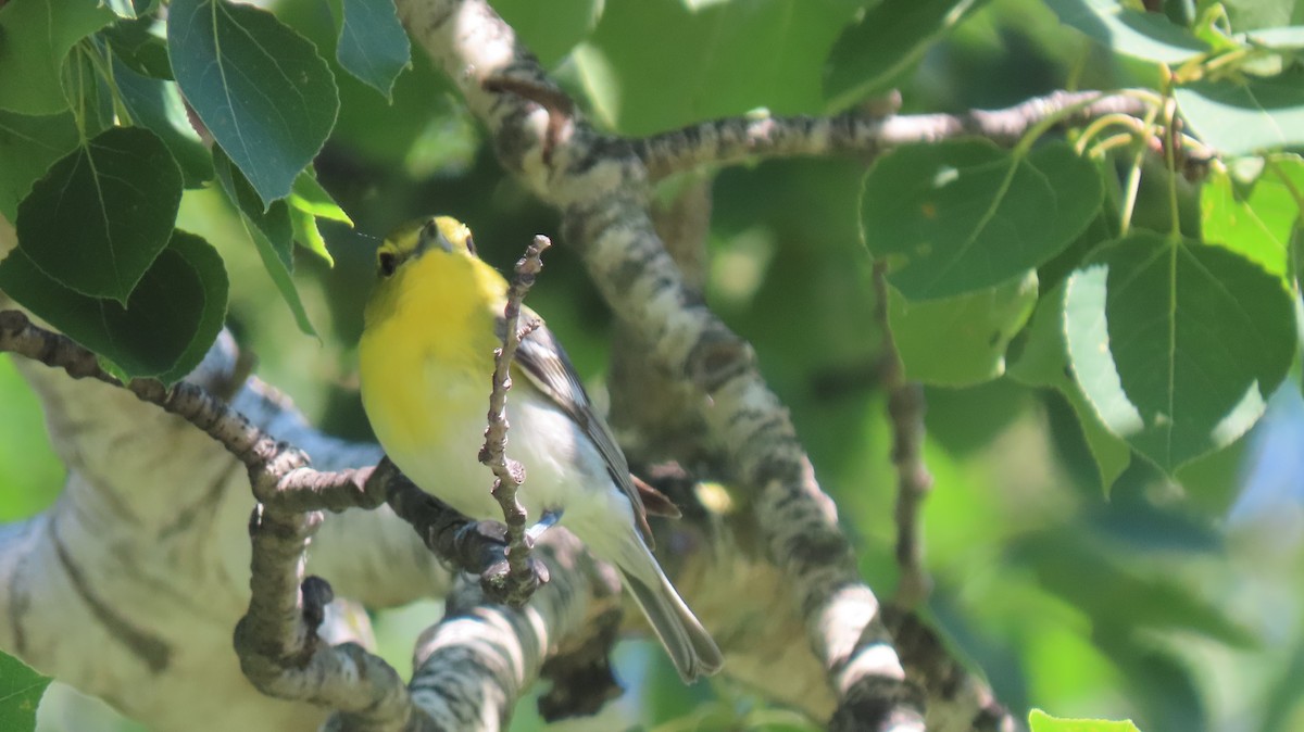 Yellow-throated Vireo - ML620891898