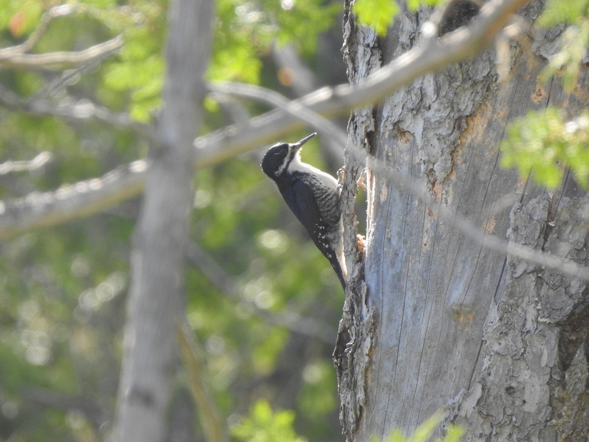 Black-backed Woodpecker - ML620891911