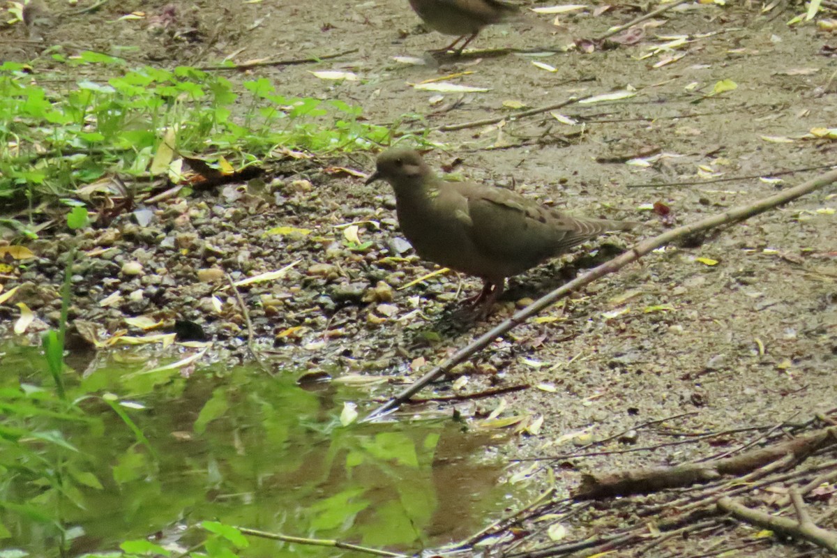 Eared Dove - ML620891915