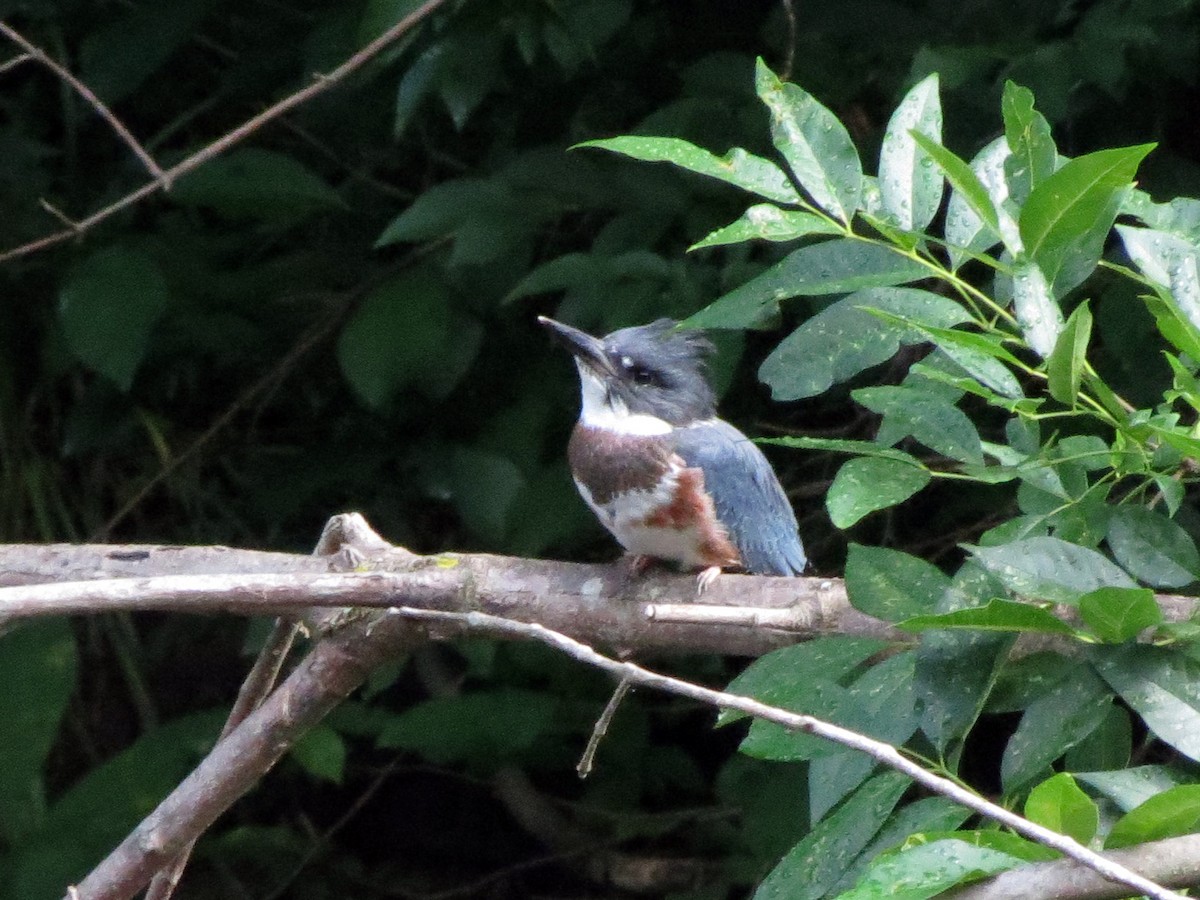 Belted Kingfisher - ML620891917