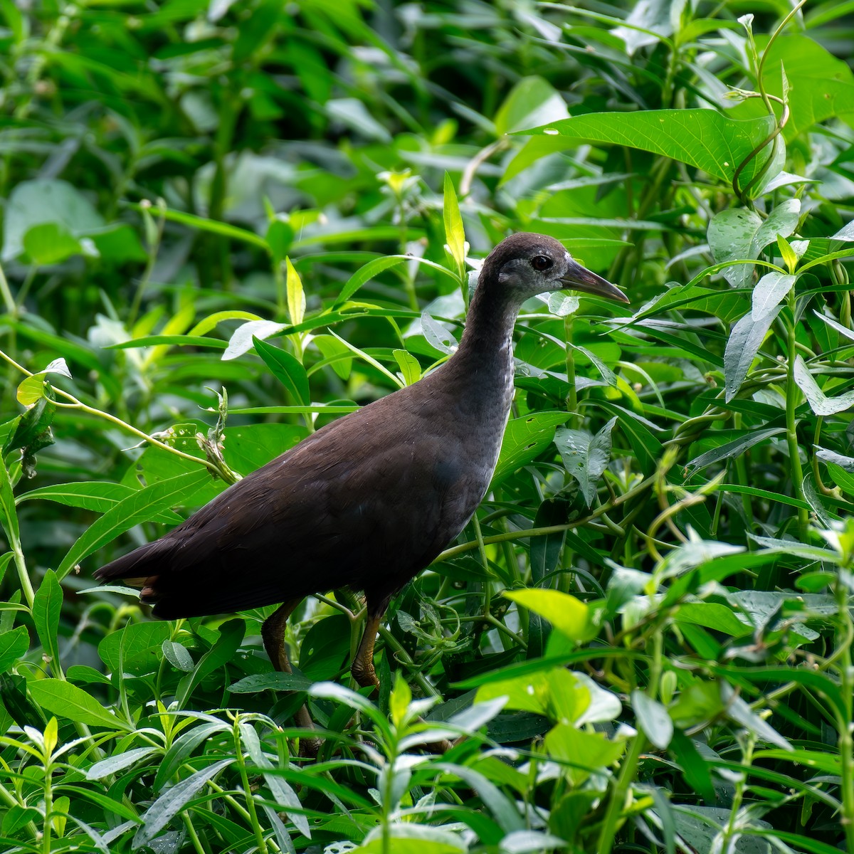 White-breasted Waterhen - Kalyan Gantait