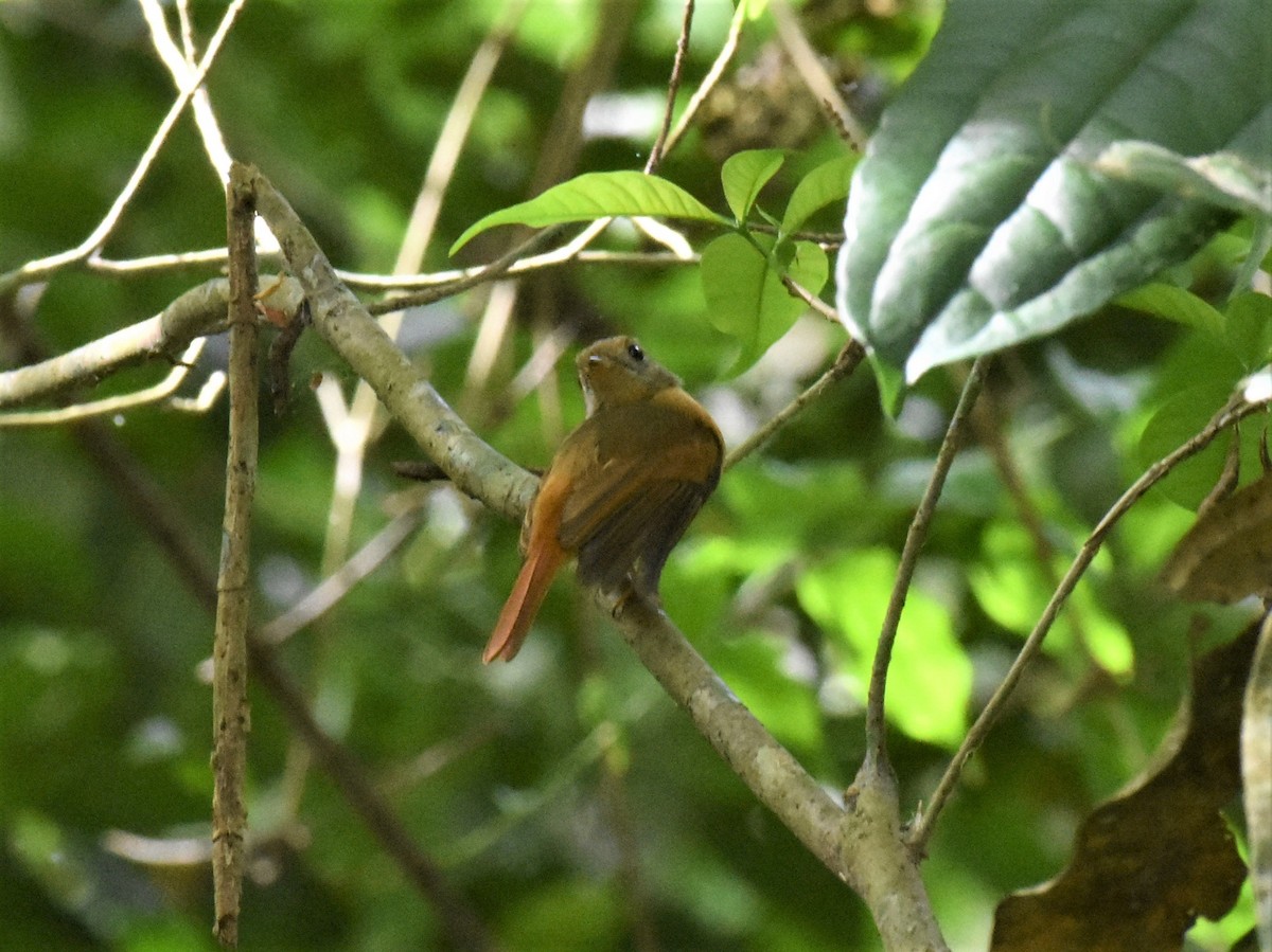 Ruddy-tailed Flycatcher - ML620891920