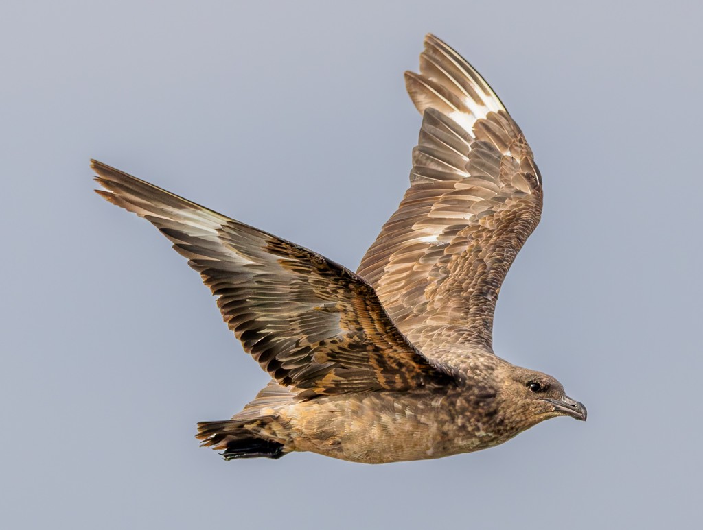 Chilean Skua - ML620891923