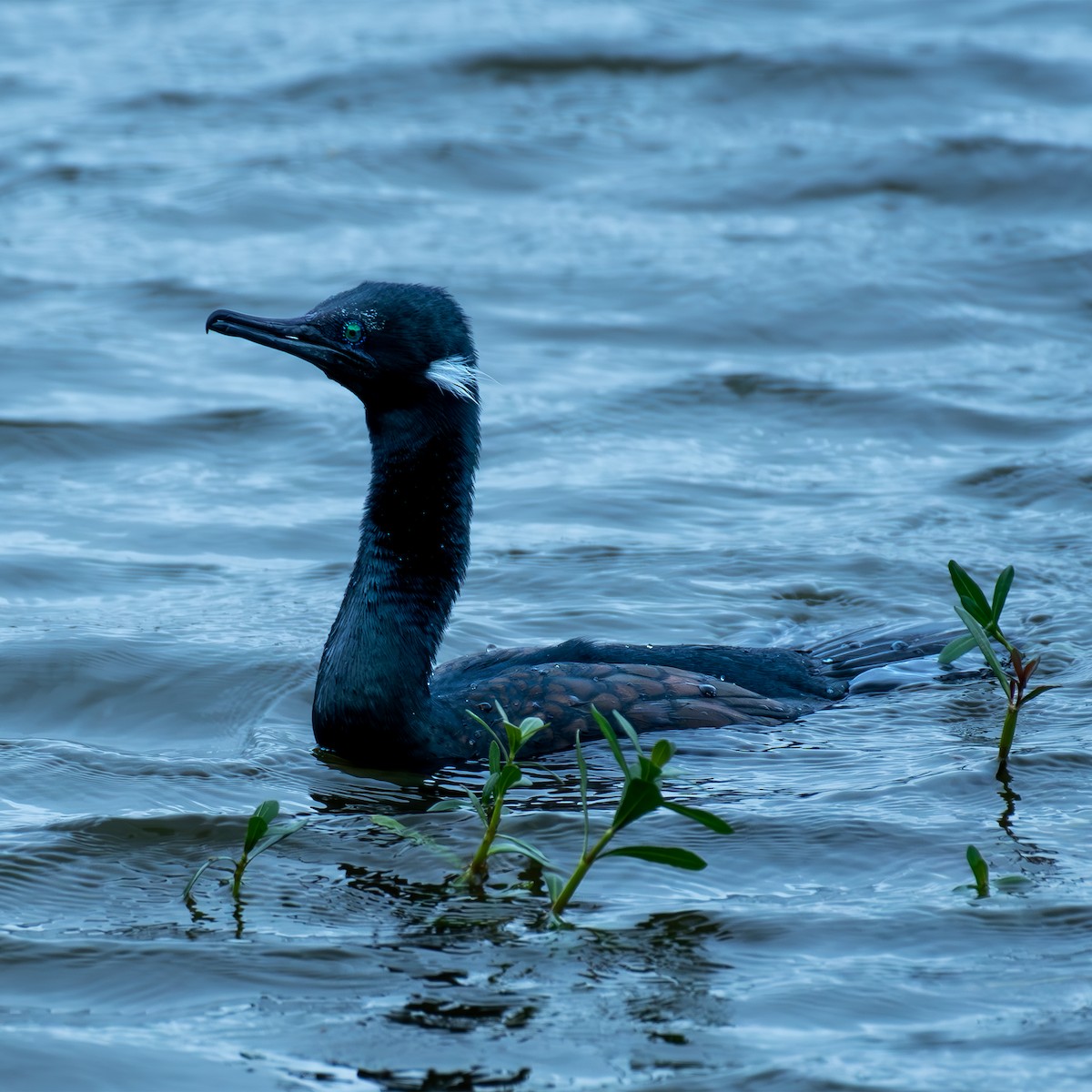 Indian Cormorant - Kalyan Gantait