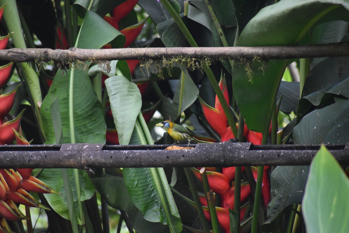 Red-headed Barbet - ML620891931