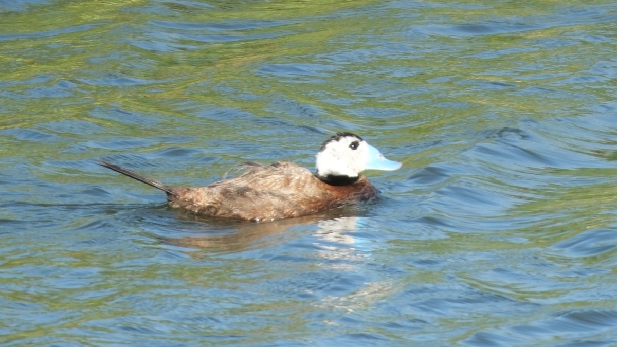 White-headed Duck - ML620891932