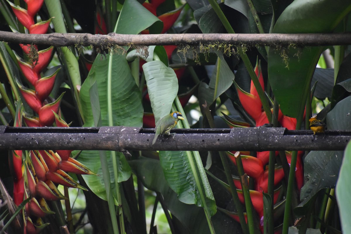 Red-headed Barbet - ML620891934