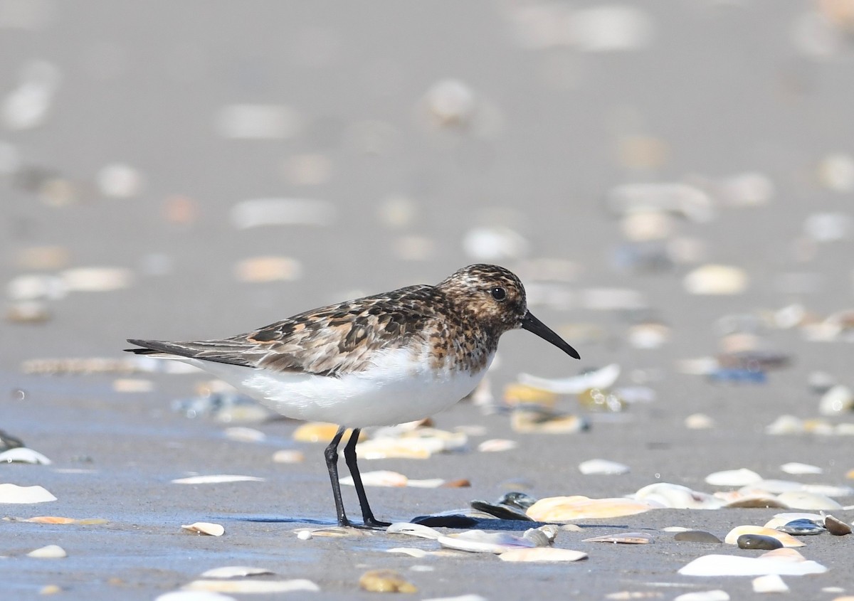 Bécasseau sanderling - ML620891935