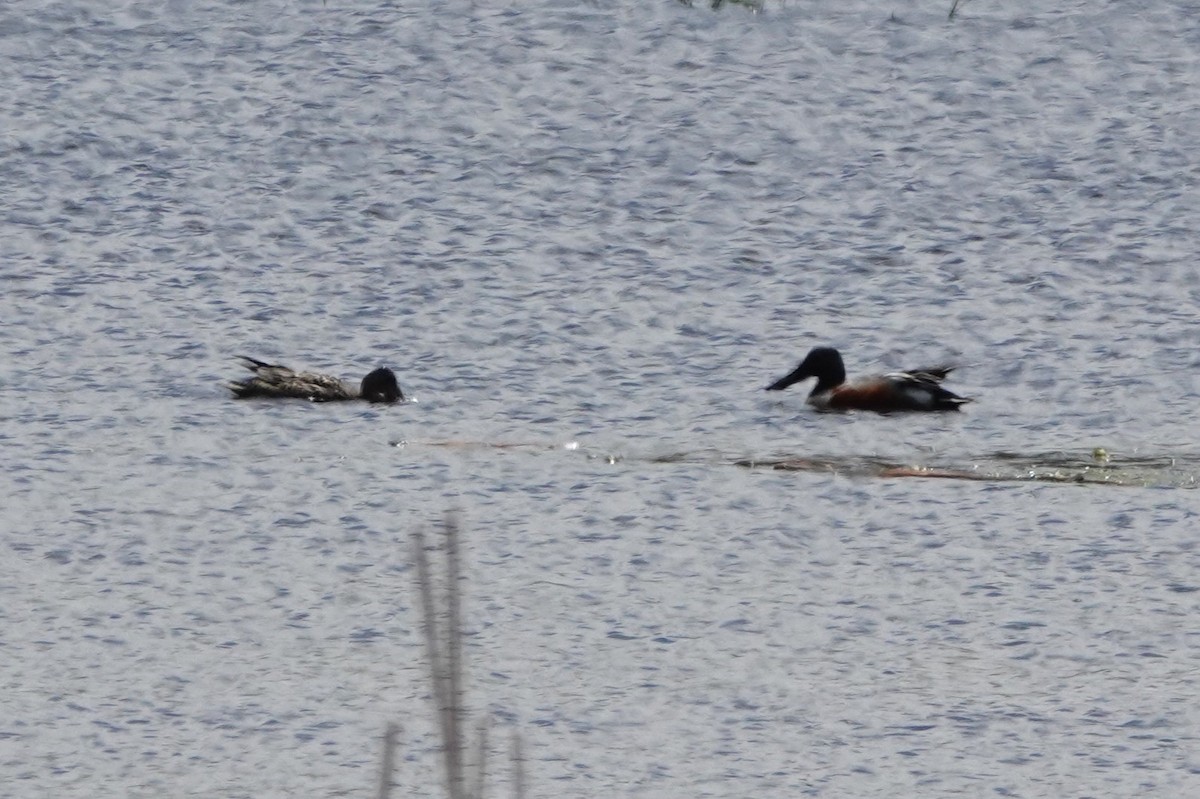 Northern Shoveler - ML620891937