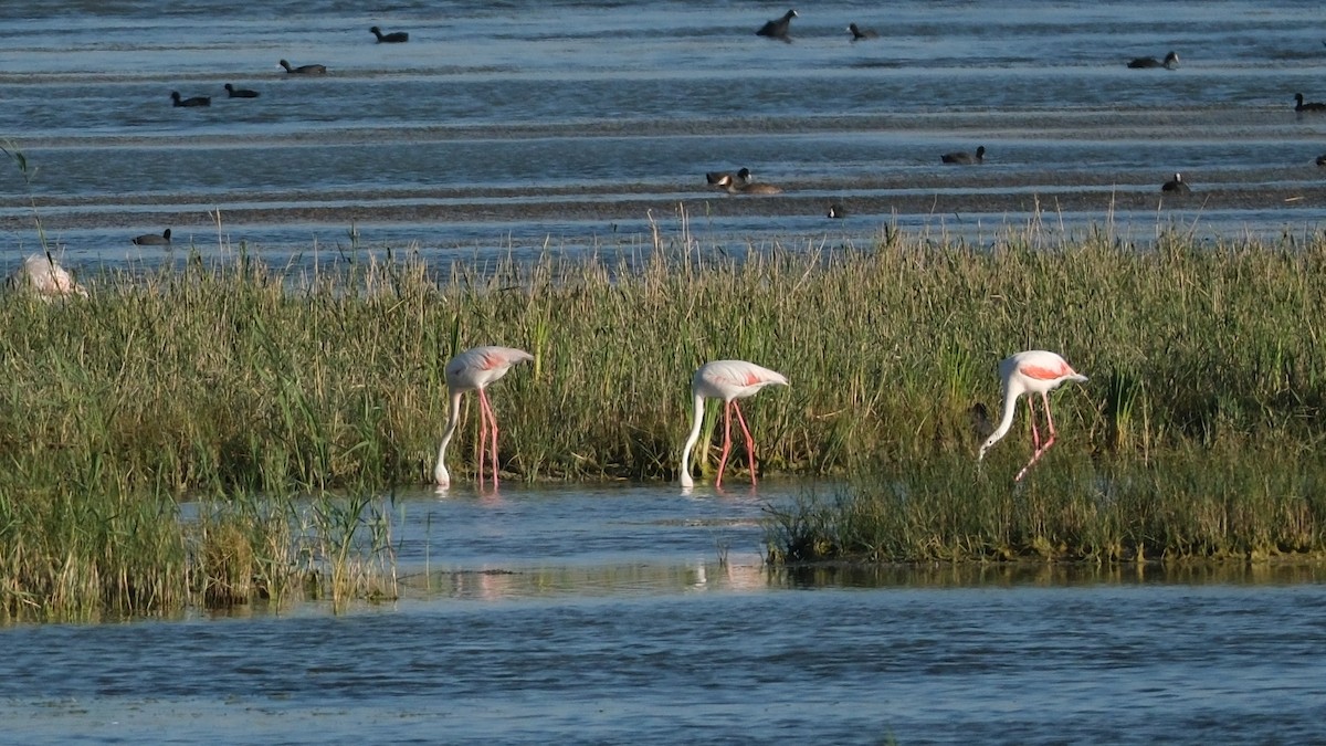 Greater Flamingo - Reyhan Hamdi