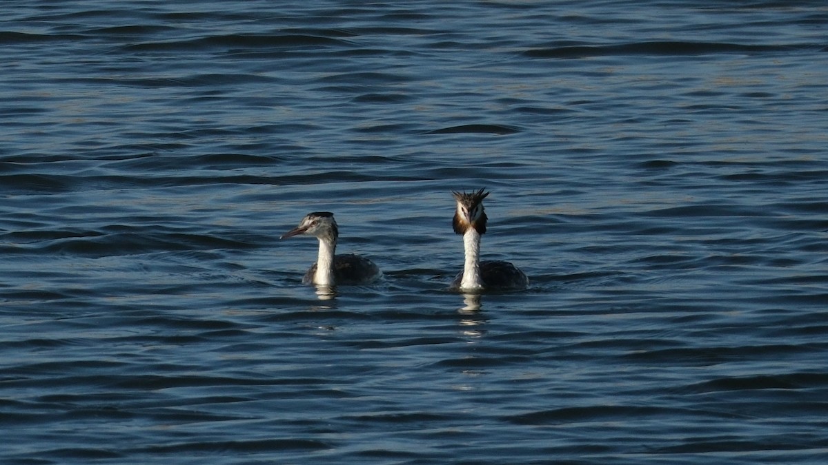 Great Crested Grebe - ML620891948