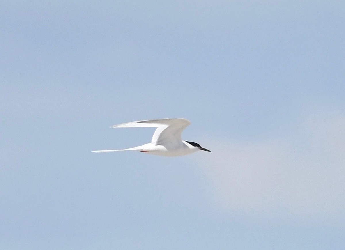 Roseate Tern - ML620891953