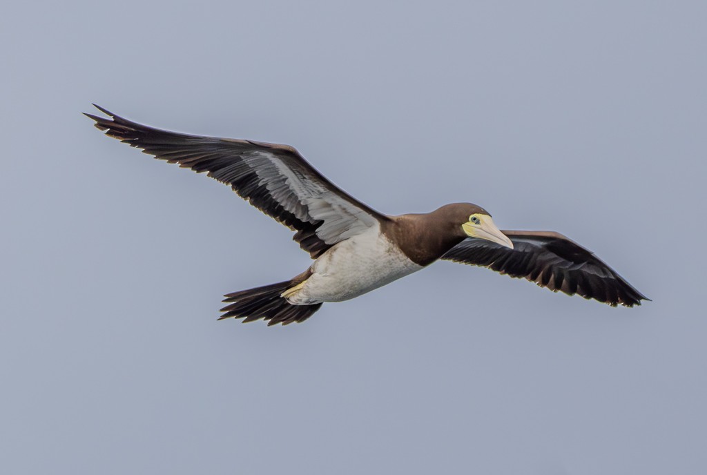 Brown Booby - ML620891967