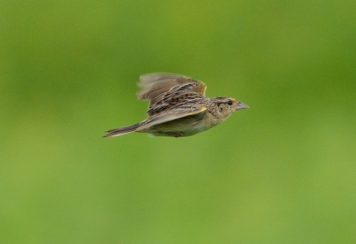 Grasshopper Sparrow - ML620891978