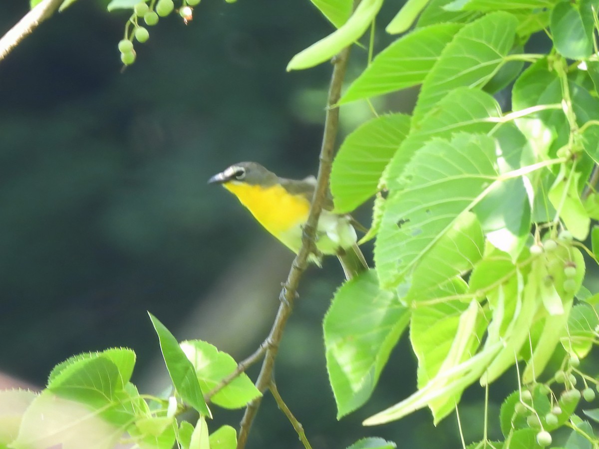 Yellow-breasted Chat - ML620891979