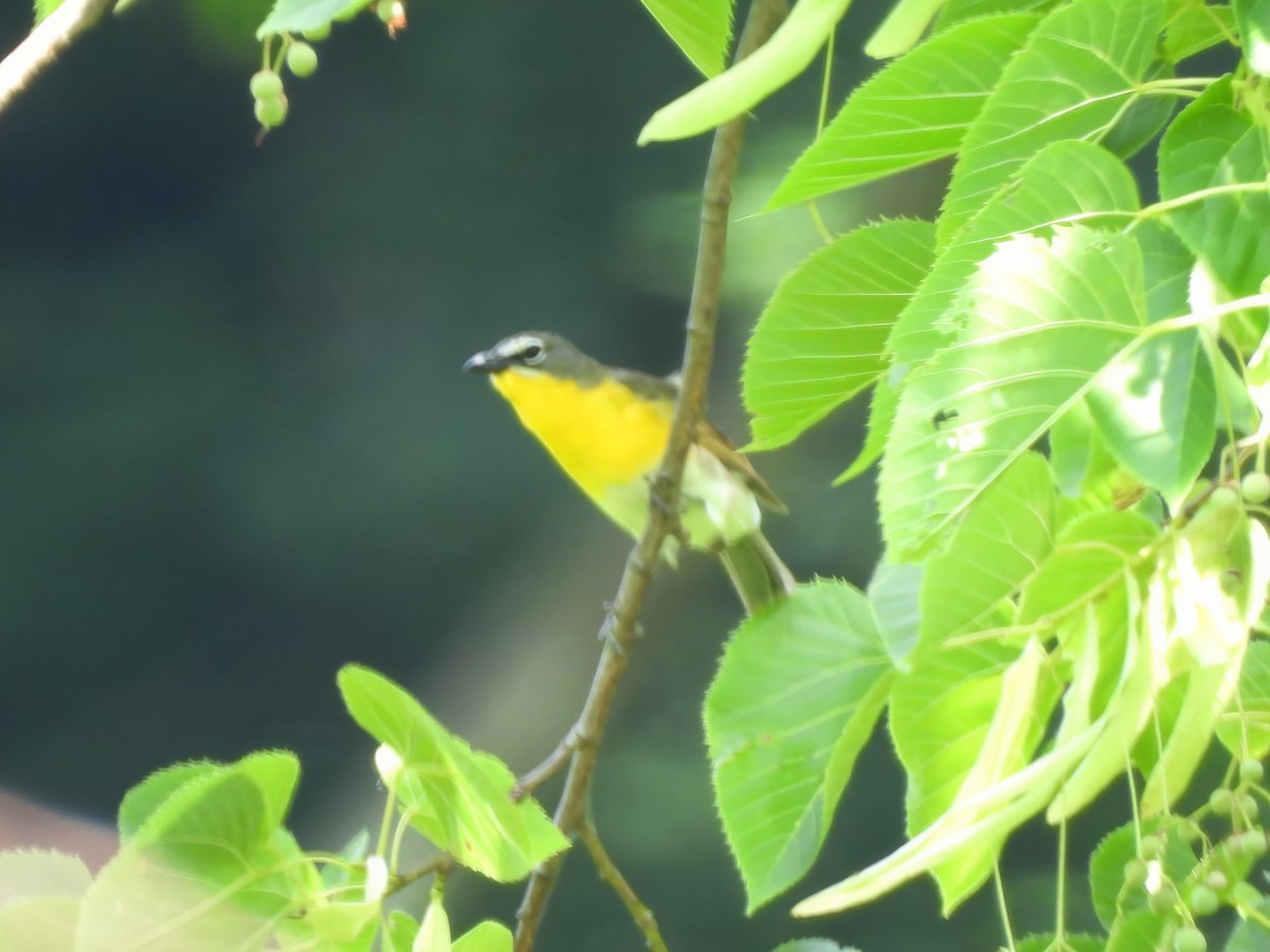Yellow-breasted Chat - ML620891980