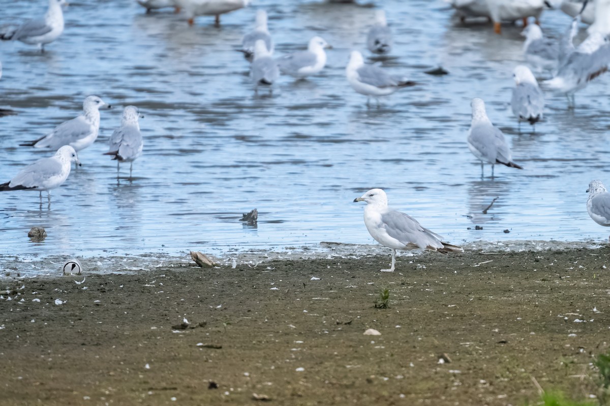 Ring-billed Gull - ML620891985