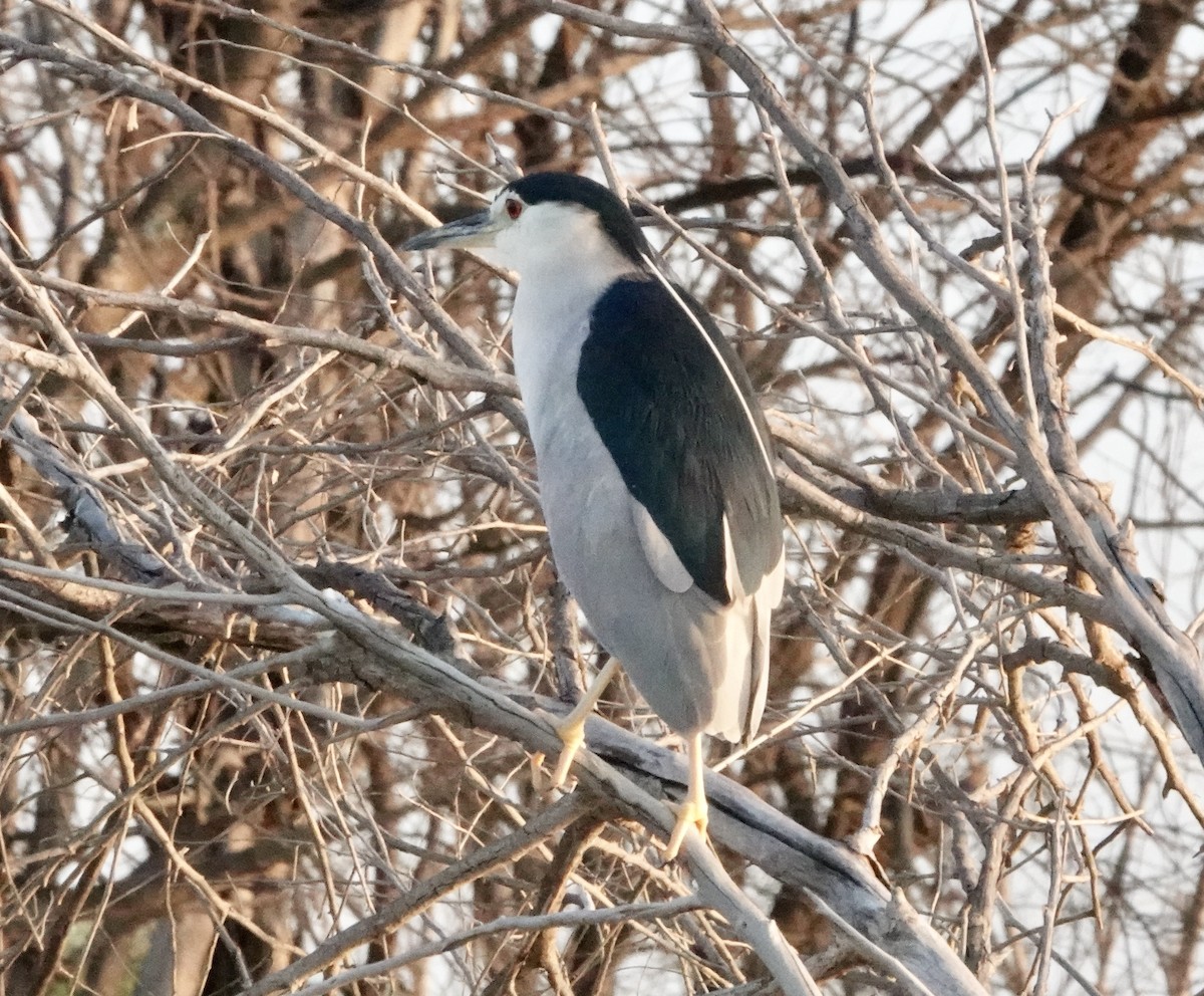 Black-crowned Night Heron - ML620892005