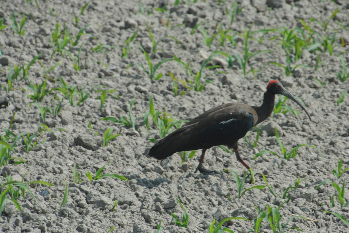 ibis bradavičnatý - ML620892019