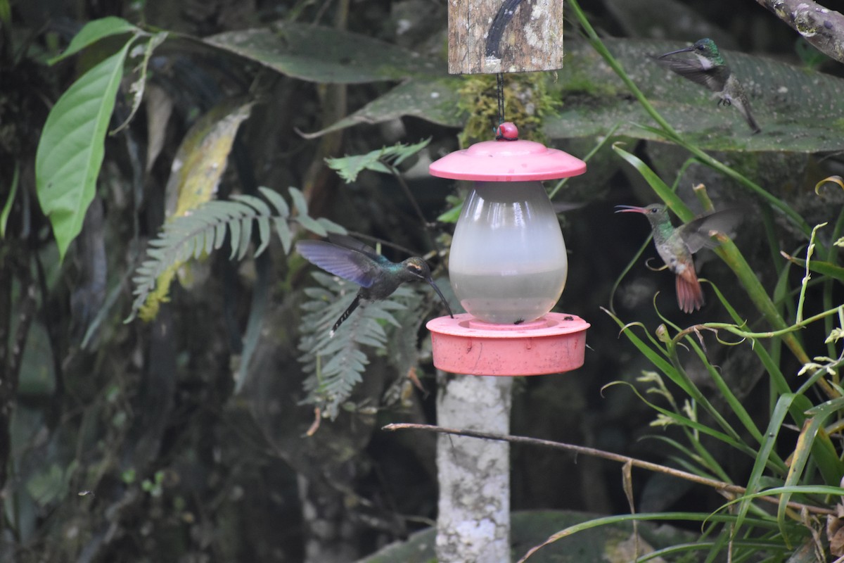 kolibřík bělovousý - ML620892070