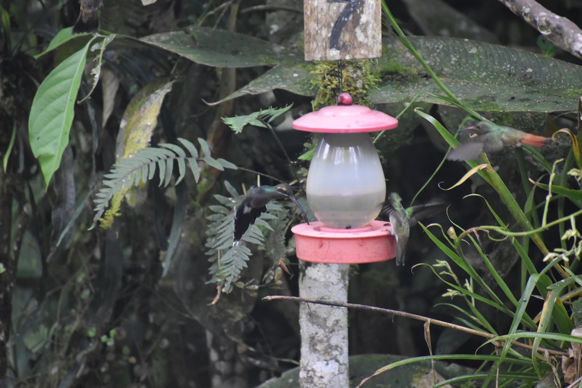 kolibřík bělovousý - ML620892072