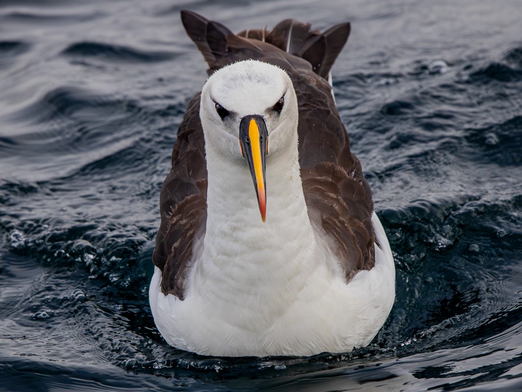 Atlantic Yellow-nosed Albatross - ML620892075