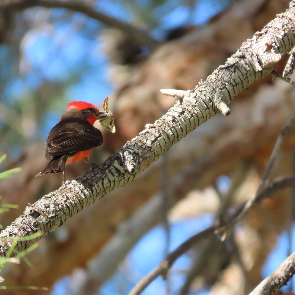 Vermilion Flycatcher - ML620892077