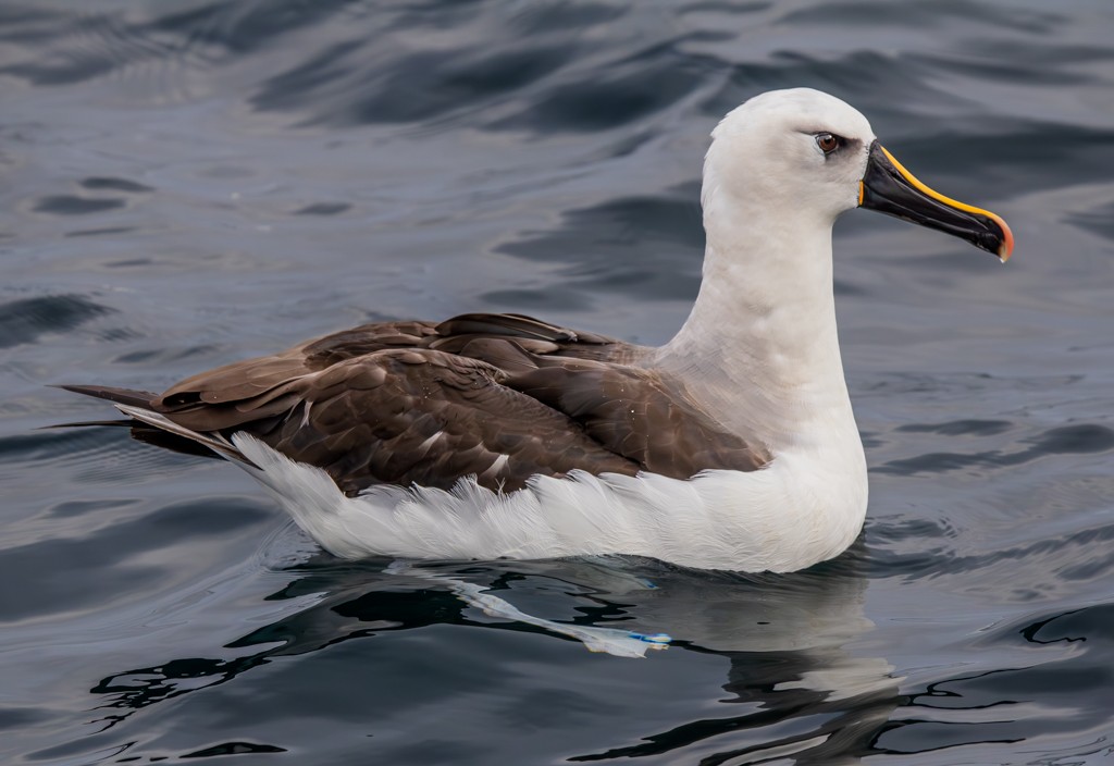 Atlantic Yellow-nosed Albatross - ML620892081