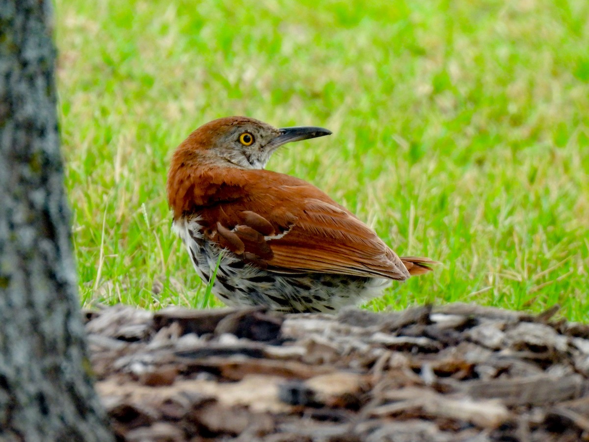 Brown Thrasher - ML620892082