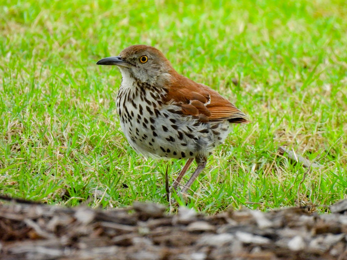 Brown Thrasher - ML620892083